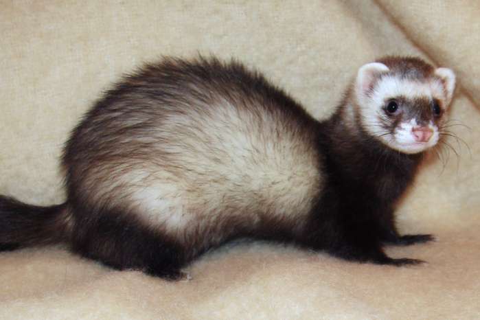 Guide To Caring For Ferrets