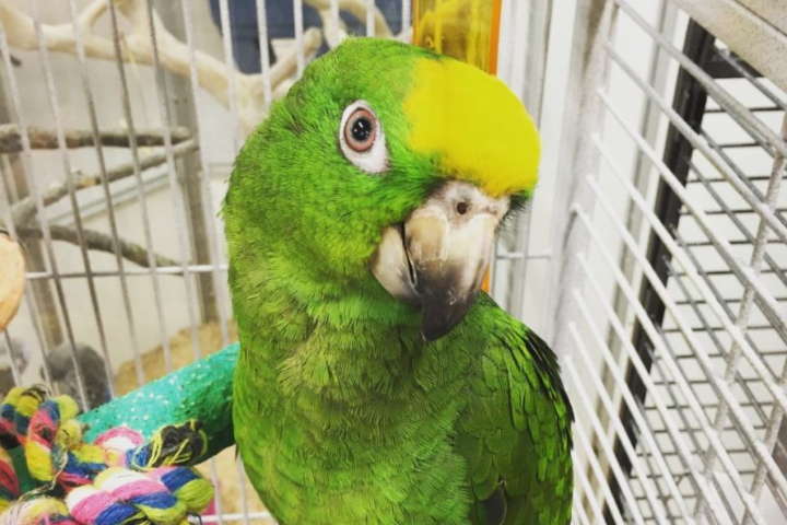 Guide To Caring For Parrots