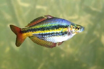 Rainbowfish