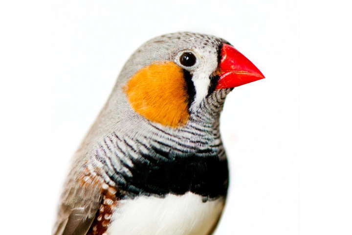 Guide To Caring For Zebra Finches