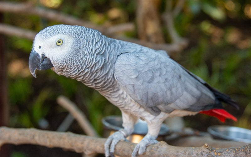 African Grey First Moult