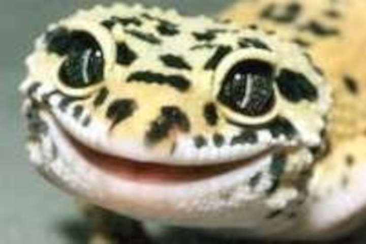Guide To Caring For Leopard Geckos