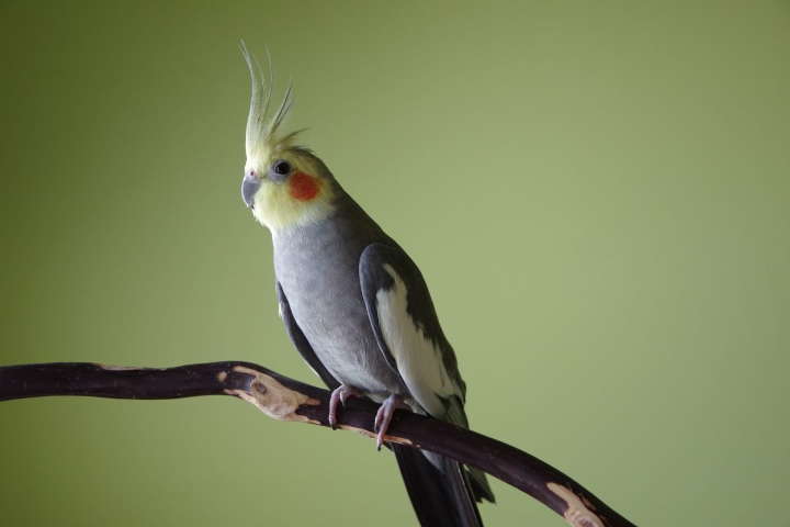 Guide To Caring For Cockatiels