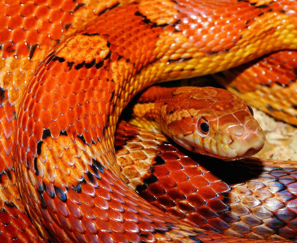 Corn Snake Care Sheet