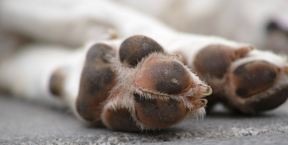 Does Your Dog Chew Its Paws?