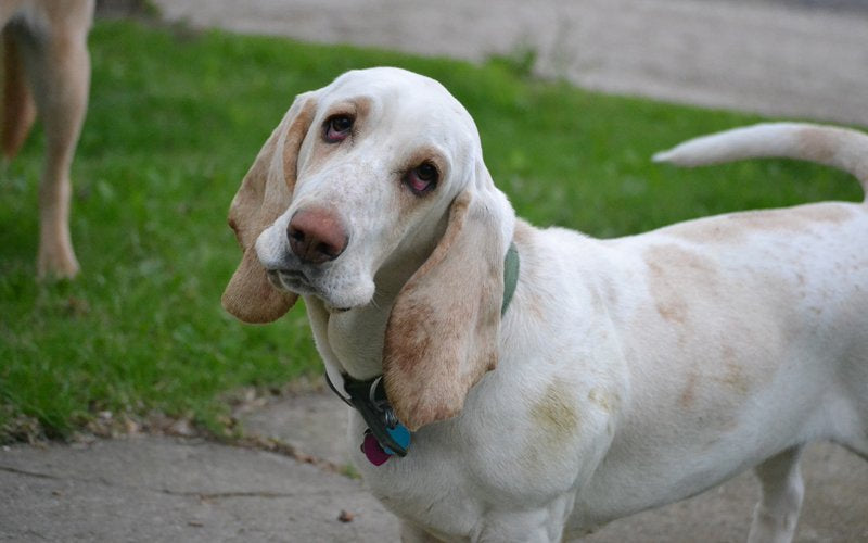 My Dog Scratches and Shakes his Ears