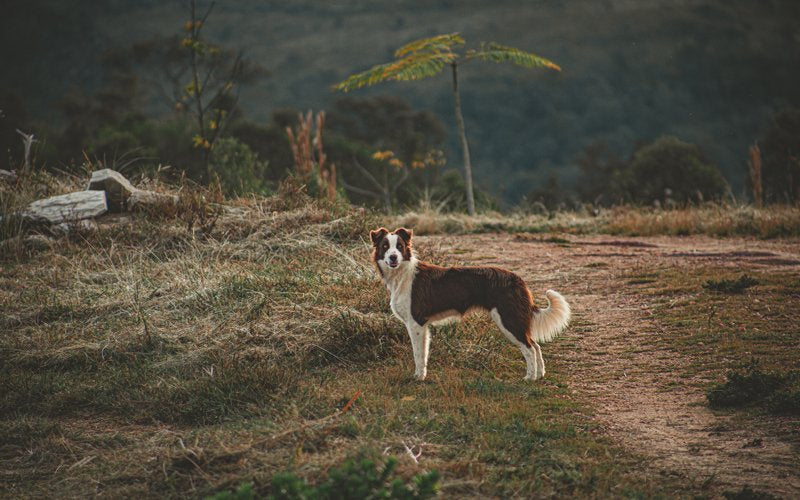 Help My Dog is Eating His Own Poo!