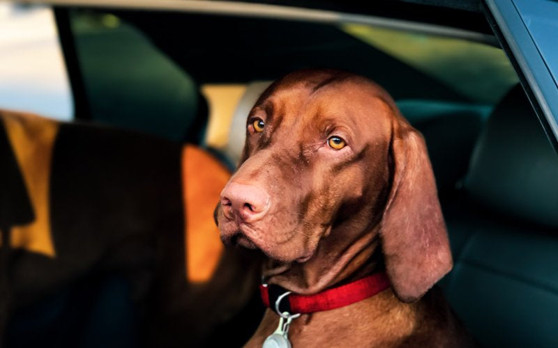 Travelling With Your Dog