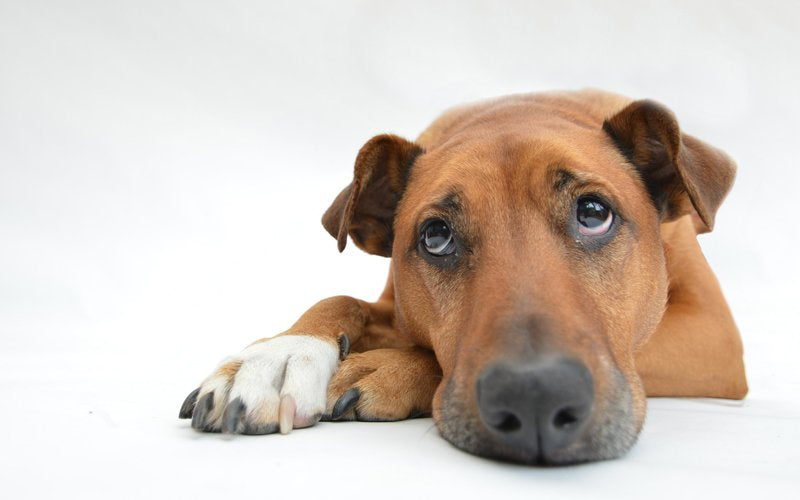 Worms and Your Dog