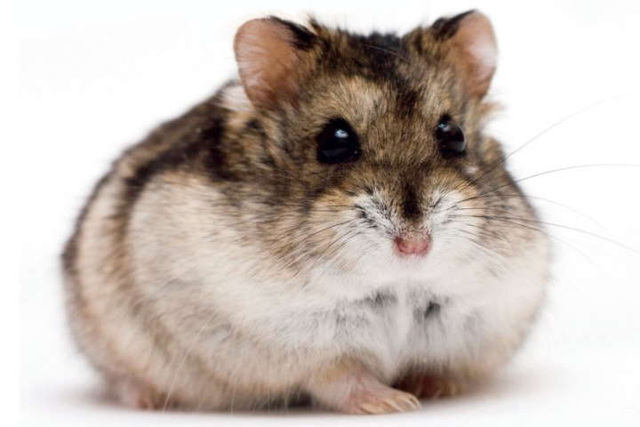 Guide To Caring For Dwarf Hamsters