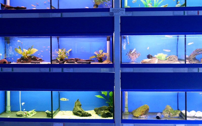 How to Set Up a Planted Aquarium