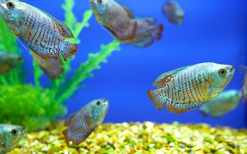 Common Fish Diseases, Fungus & Bacteria