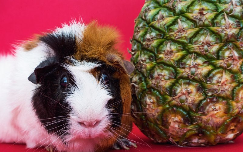 What Fruit and Vegetables to Give to Your Furry Friend
