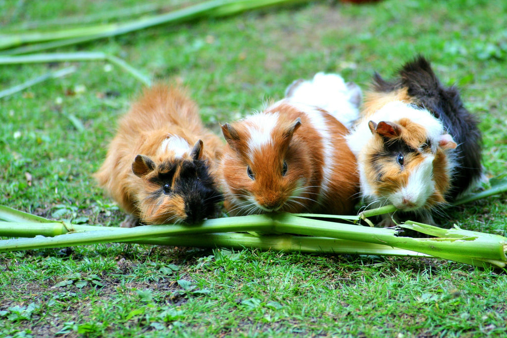 Guide To Caring For Guinea Pigs