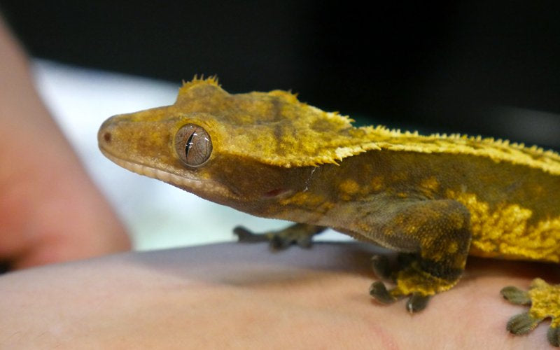 Insect Eating Lizards – Feeding