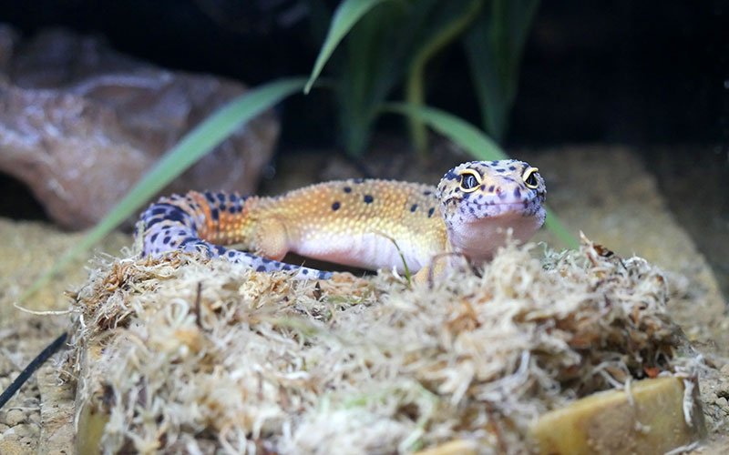 Brumation (Partial Hybernation) in Reptiles