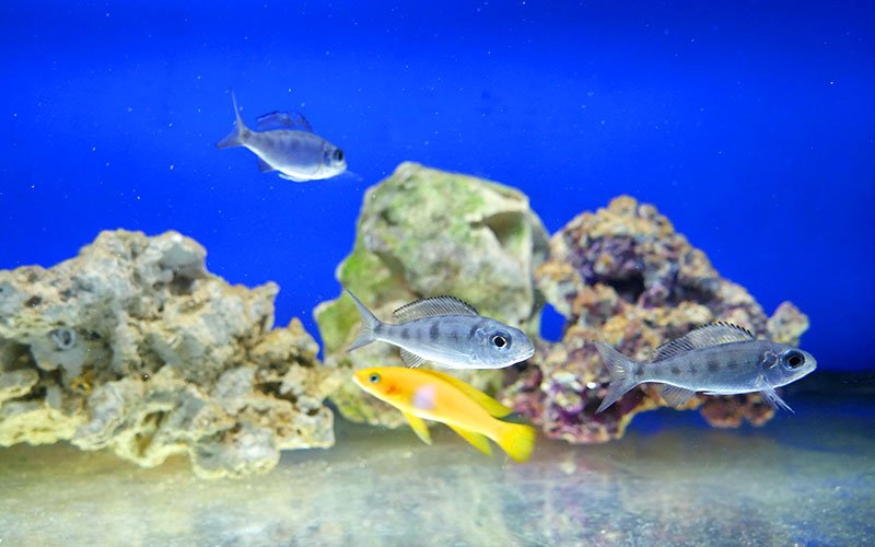 How to Feed Malawi Cichlids
