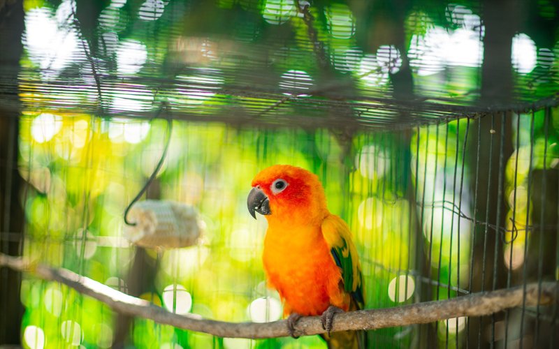 Pet Parrots – Hand Rearing VS Parent Raised Birds