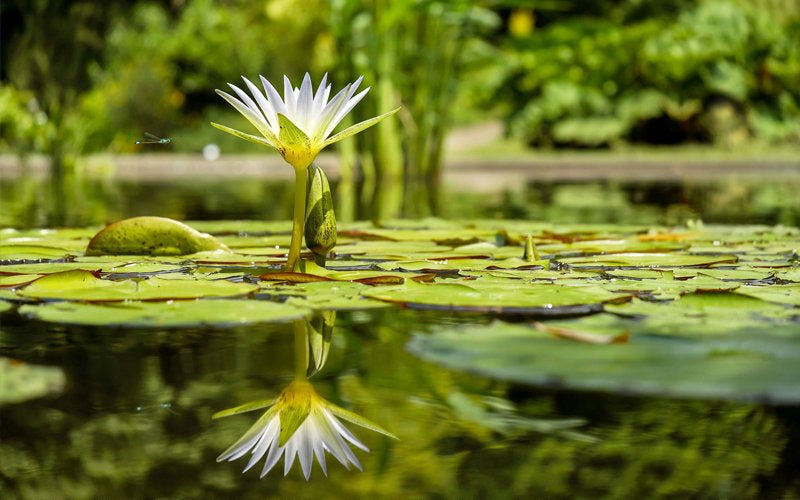 Ponds – Clean Water but Lots of Blanket Weed & Algae?