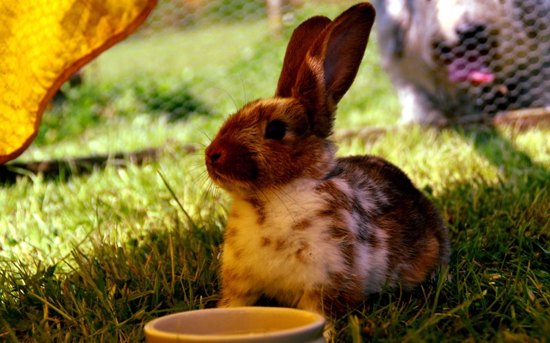 What Should I feed My Rabbit?