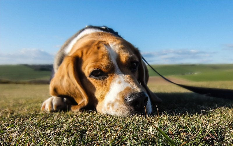 Fleas & Worms – Nasty Critters That We CAN Control