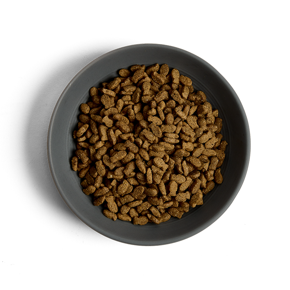 MORE Condition Salmon Adult Cat Dry Food