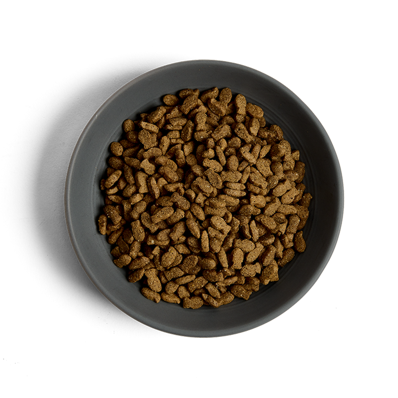 MORE Condition Salmon Adult Cat Dry Food