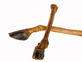 Deerbone with Hoof