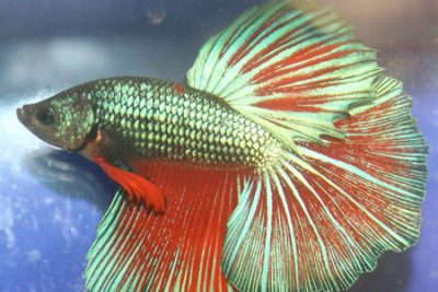 Guide To Caring For Tropical Fish