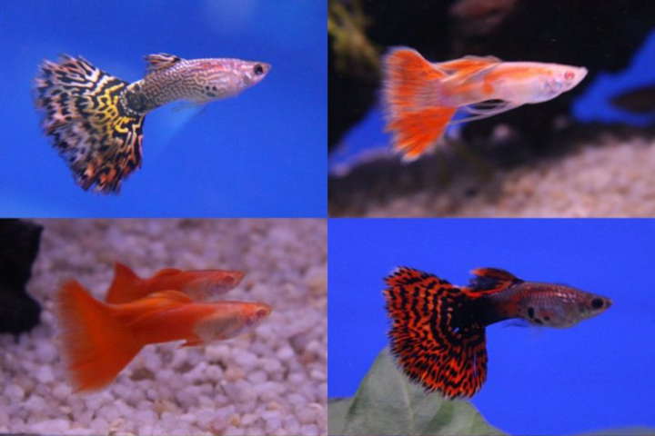 Guppies, Swordtails, Mollies & Platies