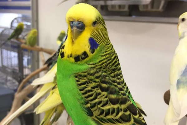 Guide To Caring For Budgerigars