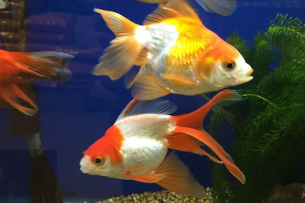Guide To Caring For Goldfish