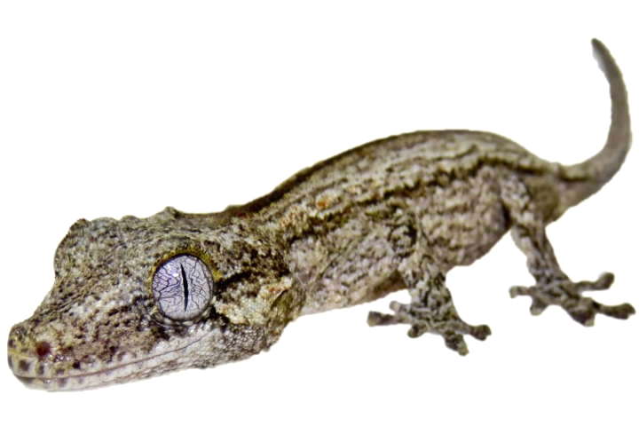 Gargoyle Gecko Care Sheet