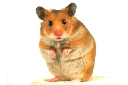 How long do hamsters live? What is the average lifespan of a hamster?