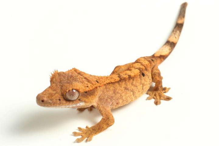 Crested Gecko Quick Facts