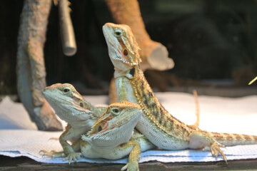 Guide To Caring For Bearded Dragons