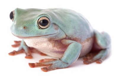 Guide To Caring For White’s Tree Frogs