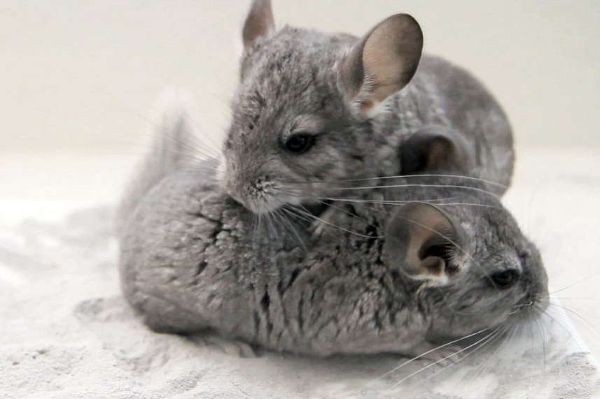 Guide To Caring For Chinchillas