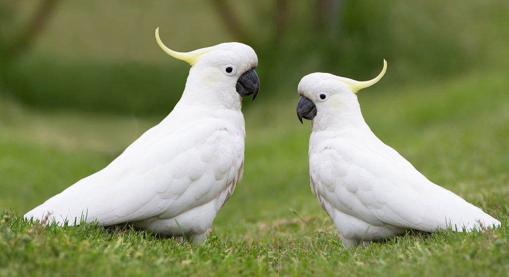 Guide To Caring For Cockatoos