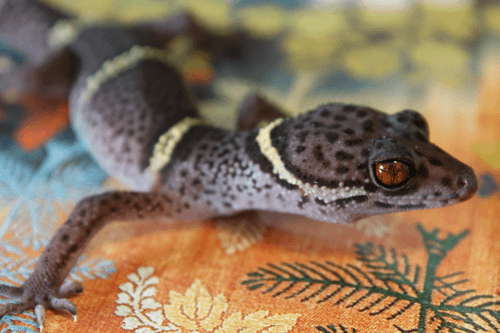 Hainan Cave Gecko Quick Facts