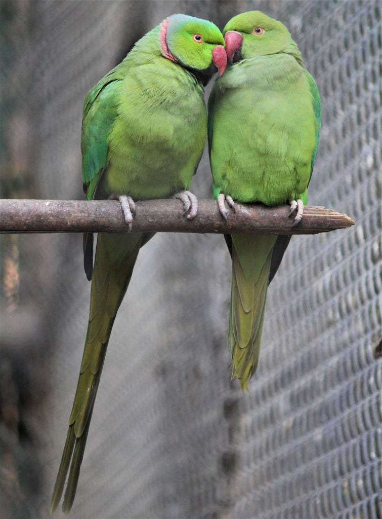 Guide To Caring For Lovebirds