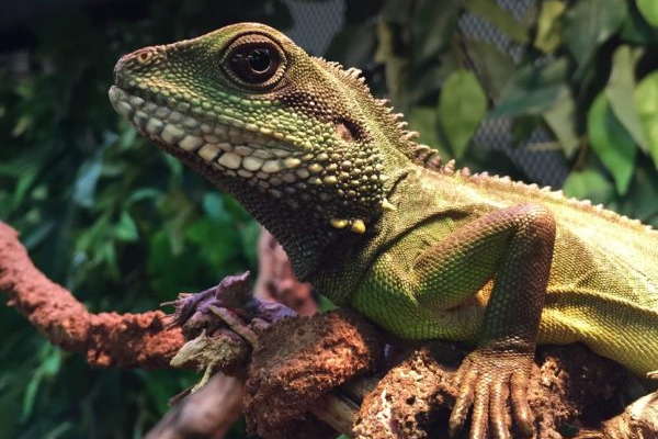Guide To Caring For Water Dragons
