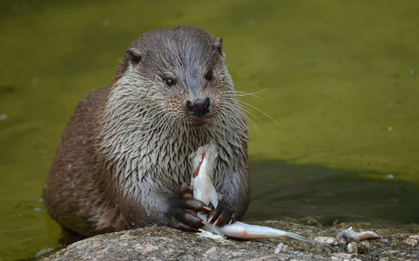 Garden Pond Protection From Otter Predation