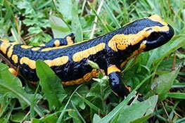 Salamander And Newt Care Sheet